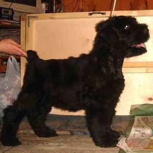 Meet your Posher, Charles